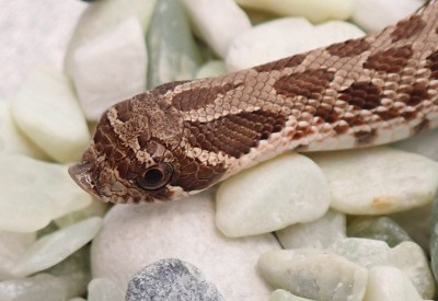 animal image