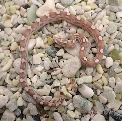 animal image