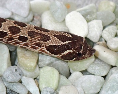 animal image