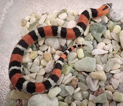 animal image