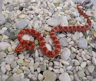 animal image
