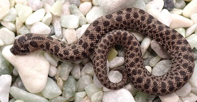 animal image