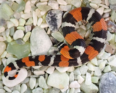 animal image