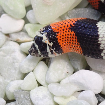 animal image