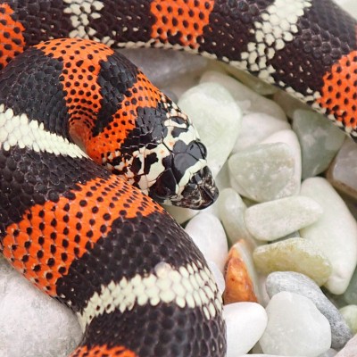 animal image