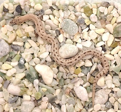 animal image