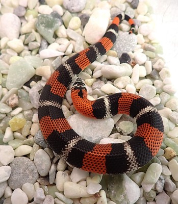animal image