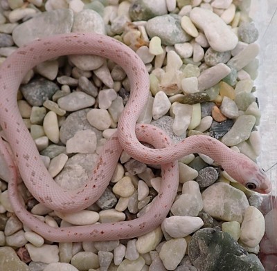 animal image