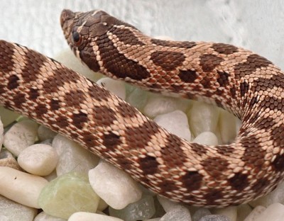 animal image