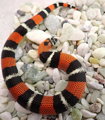 animal image