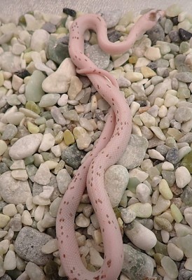 animal image