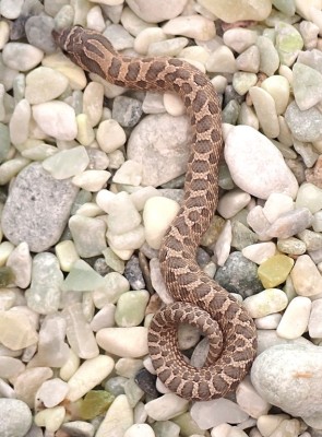 animal image