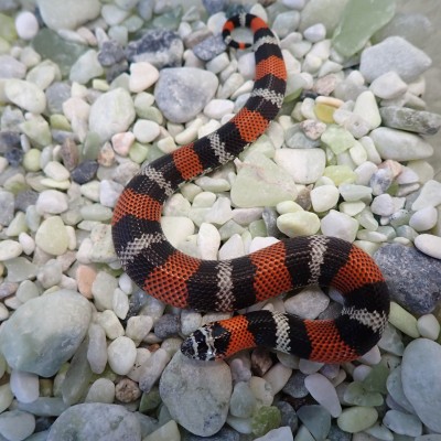 animal image