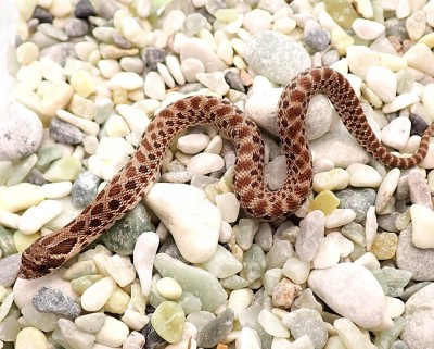 animal image