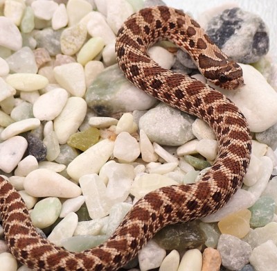 animal image
