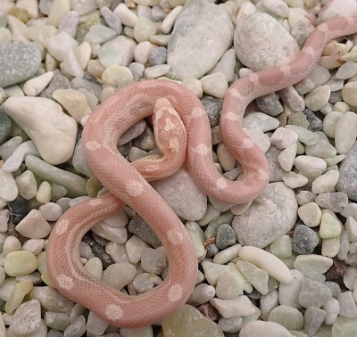 animal image
