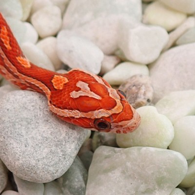 animal image