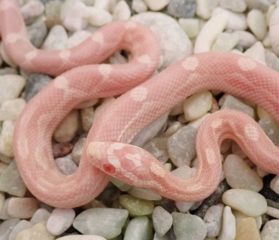 animal image
