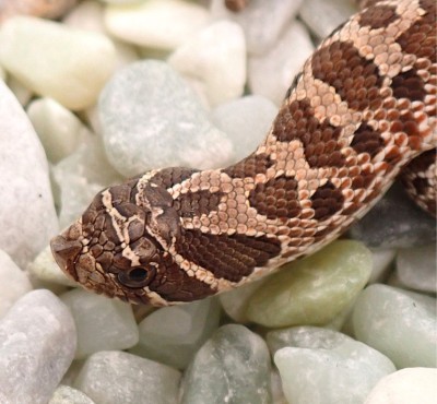animal image