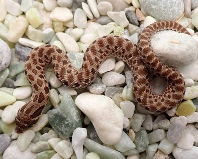 animal image
