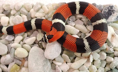 animal image
