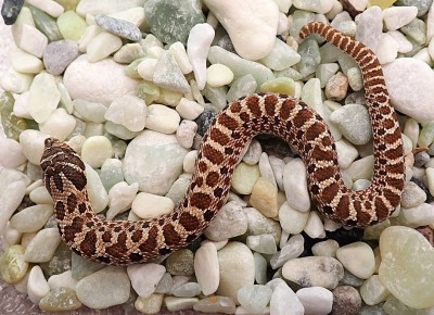 animal image