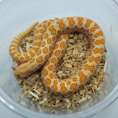 animal image
