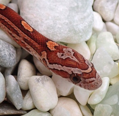 animal image