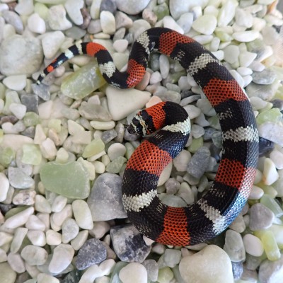 animal image