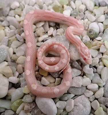 animal image