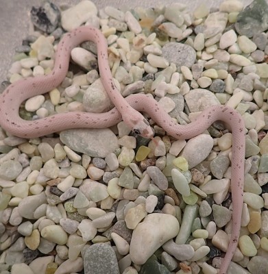 animal image