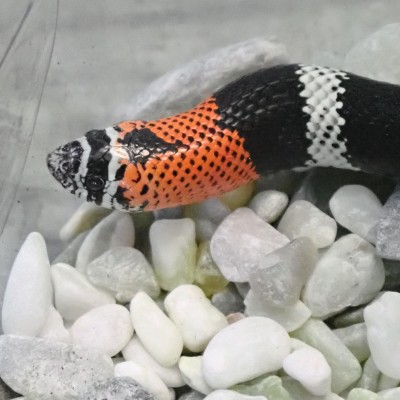 animal image
