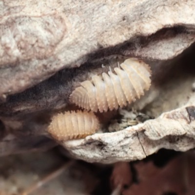 animal image