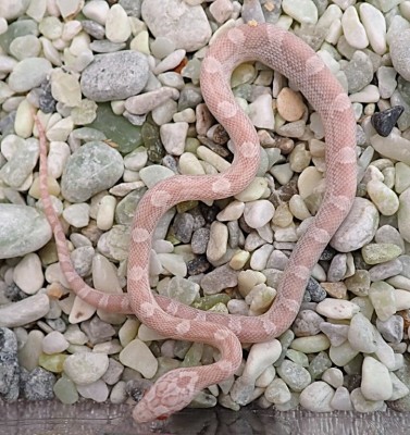 animal image