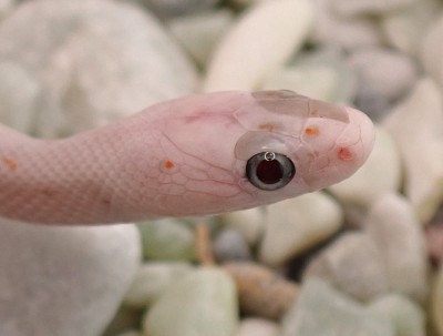 animal image