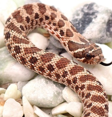 animal image