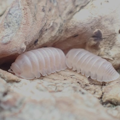 animal image
