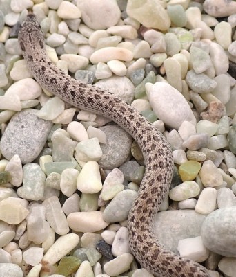 animal image