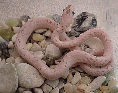 animal image