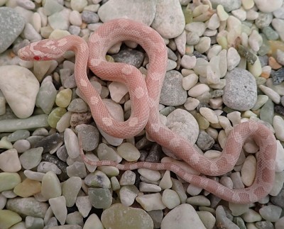 animal image