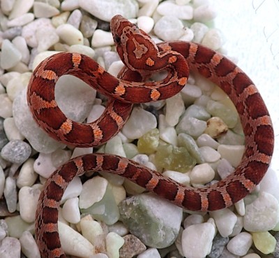 animal image