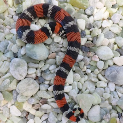 animal image