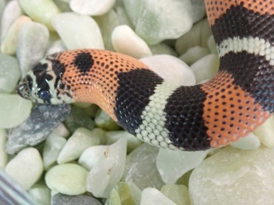 animal image