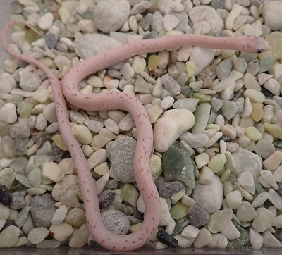 animal image