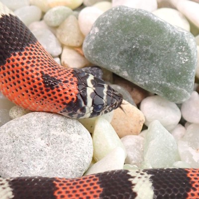 animal image