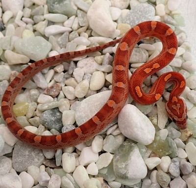 animal image