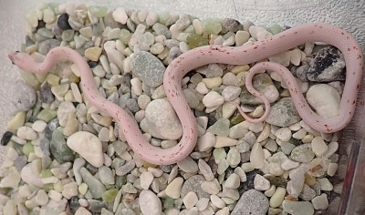 animal image