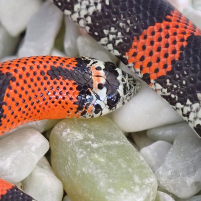 animal image