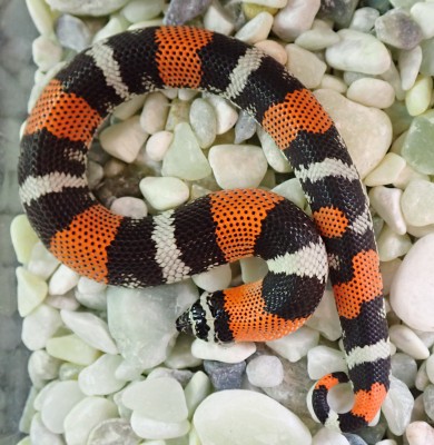 animal image