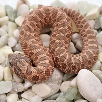animal image